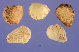   Seeds:   Flacourtia indica ; Photo by S. Hurst, USDA-NRCS Plants Database
